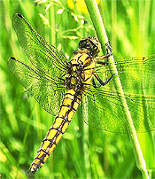 Dragonfly: wiki/File:Orthetrum_cancellatum.jpg